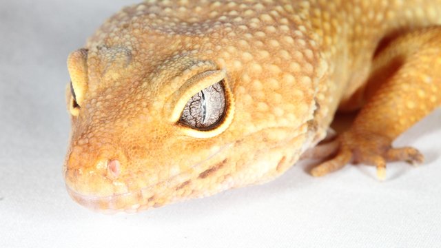 iZoo Reptile Zoo Izu