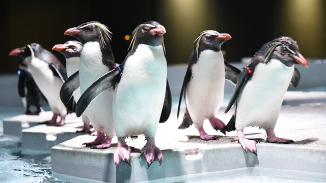 AOAO SAPPORO Aquarium Tickets