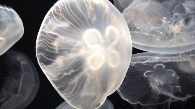 Shimane AQUAS Aquarium