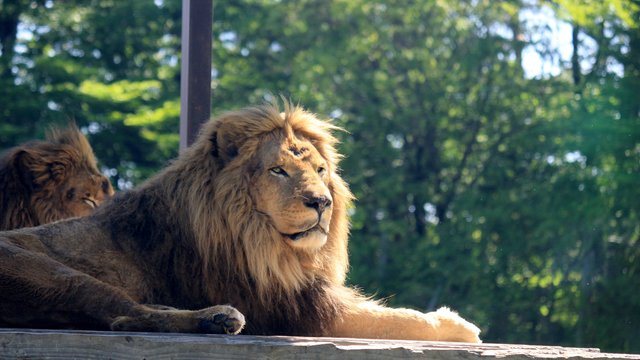 Nasu Safari Park Tickets