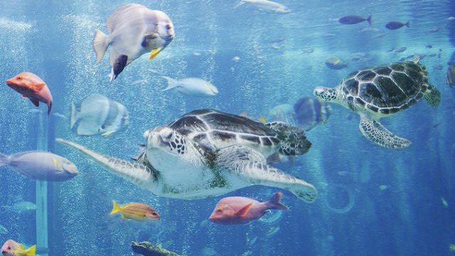 Hakone-en Aquarium