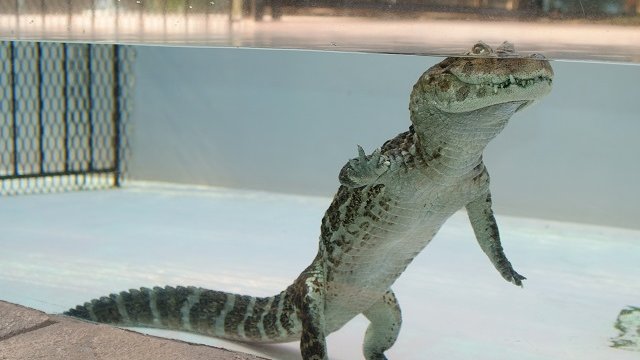 Atagawa Tropical & Alligator Garden Tickets