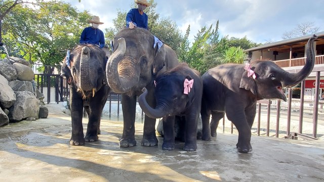 ICHIHARA Elephant Kingdom in Chiba
