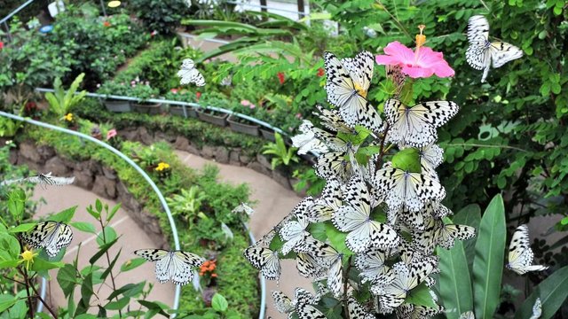 Ishikawa Insect Museum: Butterflies in the Snow Country