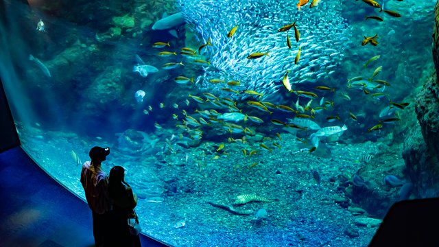 Enoshima Aquarium Tickets