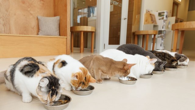 Cat Cafe MOFF Hiroshima