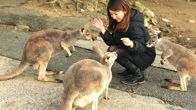 Akiyoshidai Safari Land