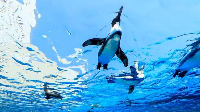 Sunshine Aquarium Tokyo Tickets