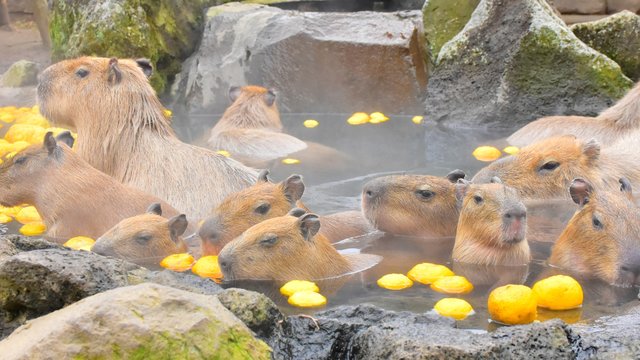 Izu Shaboten Zoo Tickets
