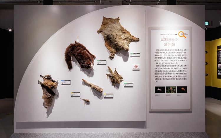 特別展「大哺乳類展3－わけてつなげて大行進」国立科学博物館 - Klook