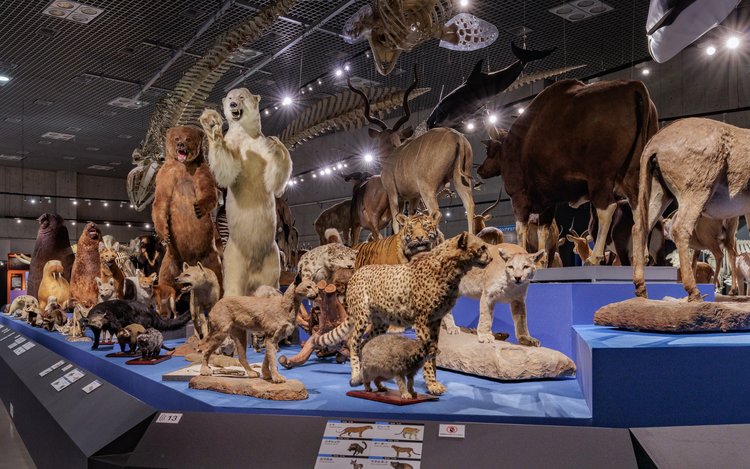 大哺乳類展2 限定品セット　国立科学博物館 大哺乳類展2 限定品セット 国立科学博物館 - メルカリ
