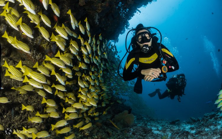 タートルズ スキューバダイビング　ラファエロ Scuba Divin' Raph Deep Dive Dubai | ドバイ | PADIダイブセンター