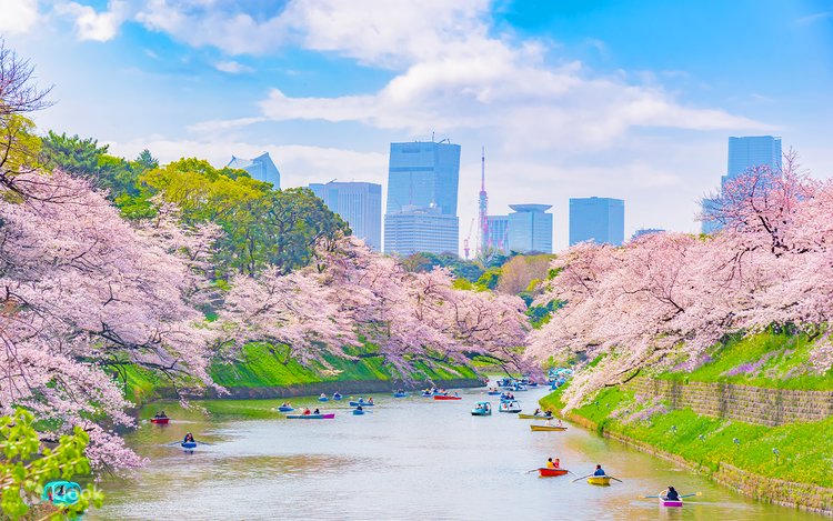 ネイト・ジョルジオ、【CHERRY BLOSSOM LOVE】 Kyoto Cherry Blossoms Under a Starlit Sky by eneakelo on