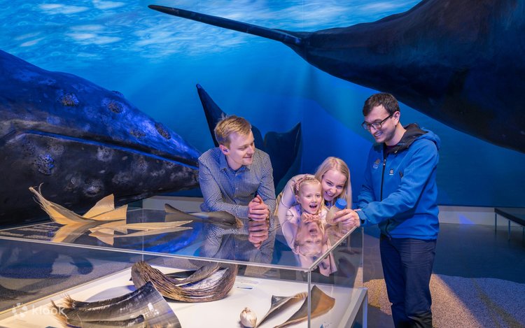 レイキャビクのアイスランドのクジラ博物館 | Klook