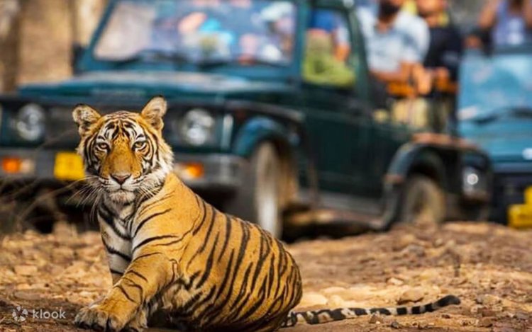 From Jaipur: Ranthambore National Park Day Trip with Safari - Klook ...