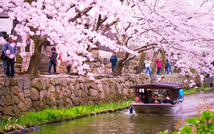 ミワサチコ　miwa sachiko beautiful place Top Scenic Spots for Viewing Mt. Fuji in Fujikawaguchiko, Japan