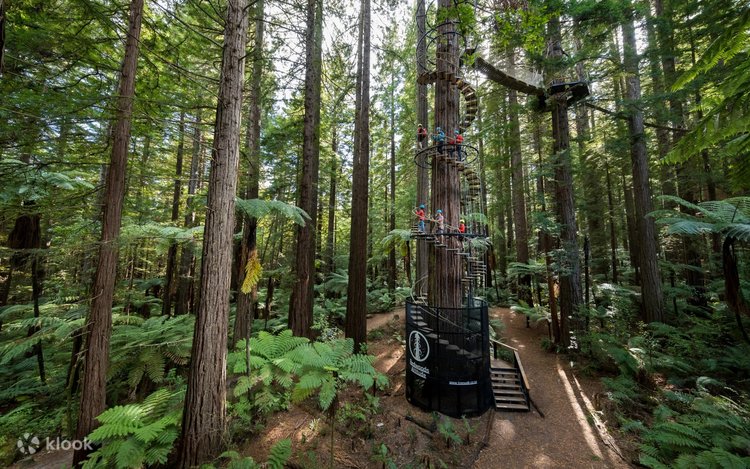 Redwoods Altitude Experience - Klook United States