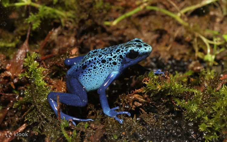 Interactive Frog Museum KawaZoo - Klook United States