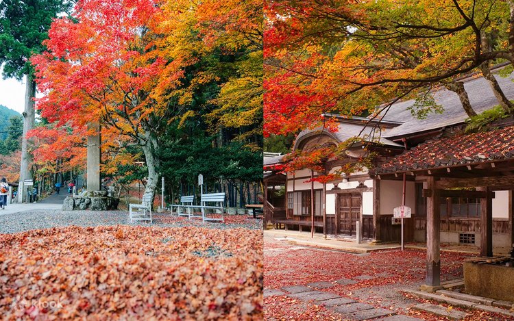 季節の室礼　季節を盛る　言葉を盛る　心を盛る Limited Autumn Foliage Viewing | Hieizan Enryaku-ji Temple