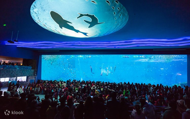上海海昌海洋公園チケット | Klook
