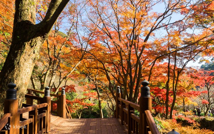 伊豆・熱海：聖地修善寺温泉紅葉狩り 日帰りツアー（東京・新宿