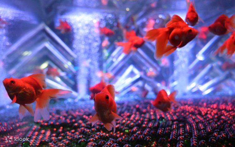 釣魚台國寶館美術集錦　小学館 Amazon.co.jp: 釣魚台國賓館美術集錦 : 釣魚台国賓館管理局: 本