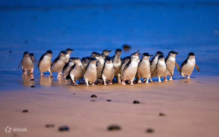 필립 아일랜드에서 열리는 아프릴리아 경주의 고무적인 출발 필립 아일랜드에서 열리는 아프릴리아 경주의 고무적인 출발