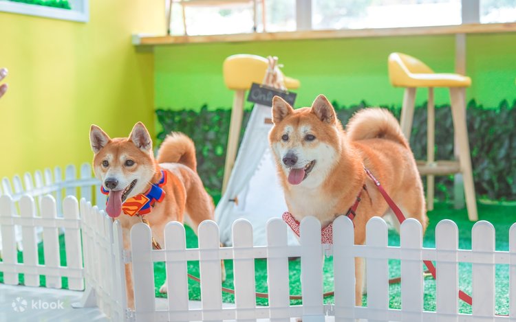 On Dog Dog Cafe Pet Interaction Experience in Hong Kong Klook