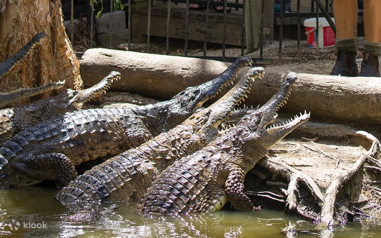 ハートリーズクロコダイルアドベンチャーズ 入園チケット | Klook
