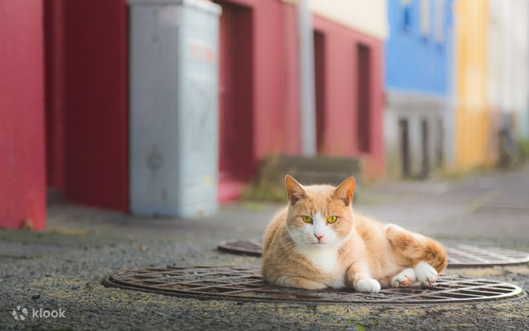 beautiful street cats