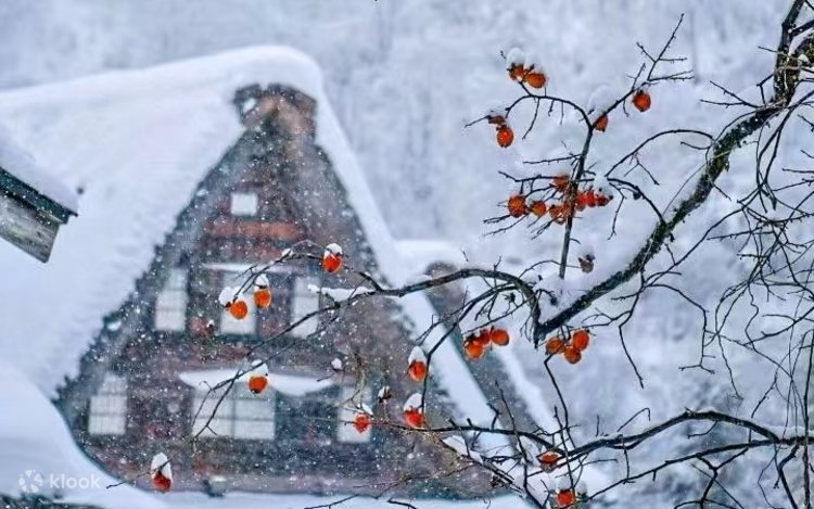 2024 白川郷ライトアップ＆飛騨高バス2日間ツアー（大阪発） | Klook