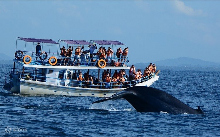 Menonton Paus dan Lumba-Lumba di Mirissa, Sri Lanka - Klook Indonesia