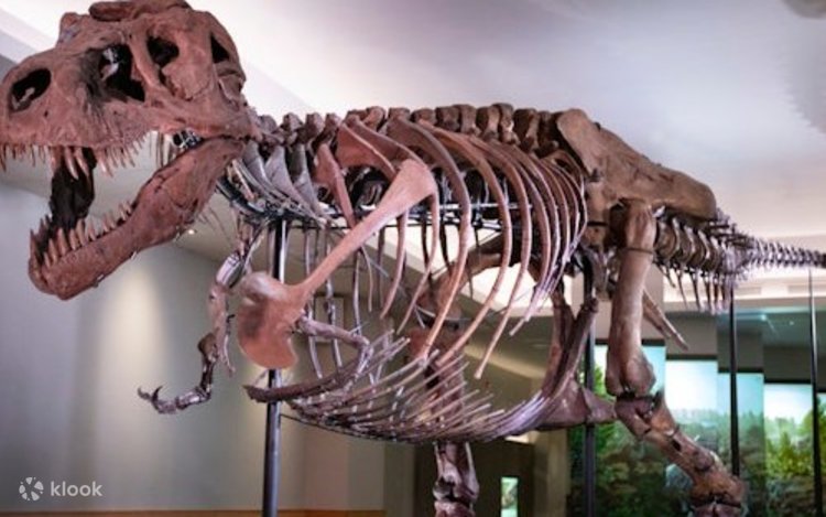ティラノサウルスの牙のレプリカ(アメリカ　シカゴのフィールド博物館製造) ティラノサウルスの牙のレプリカ(アメリカ シカゴのフィールド