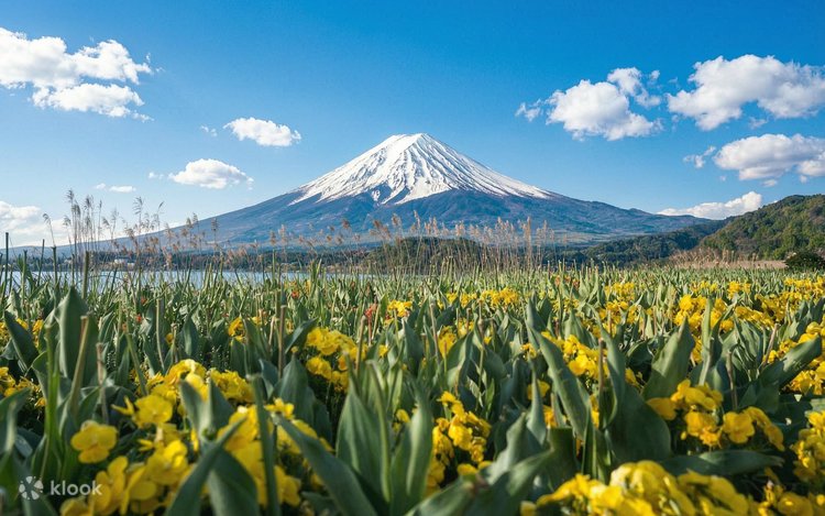 Mount Fuji Popular Photo Spot Day Trip】Arakurayama Sengen Park
