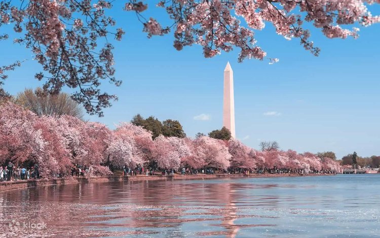 ジグソーパズル　isabel baillen ワシントンＤＣ　未開封 ワシントン DC の桜満開バスツアー | Klook