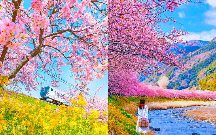 Spring Cherry Blossom Limited] Kawazu Early Cherry Blossoms