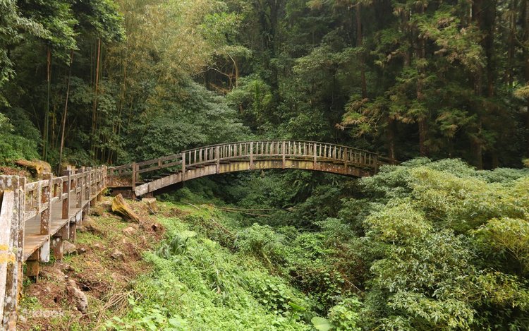 Alishan, Chiayi | 2-Day, 1-Night | Sunrise Forest Healing Trip