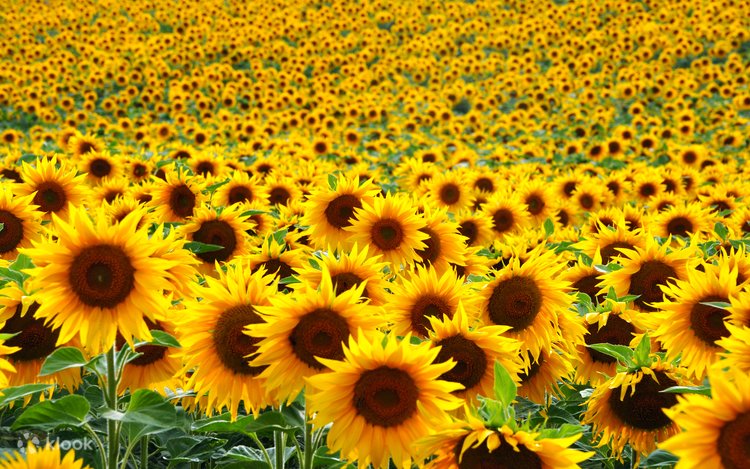 邦楽 Sunflower's Garden - Believe in tomorrow 邦楽 Sunflower's Garden - Believe in tomorrow Amazon.co.jp