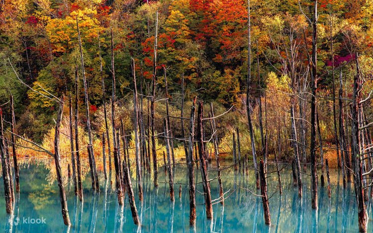 Autumn Only] Hokkaido 2-Day Tour｜10 Beautiful Scenic Spots
