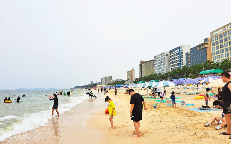 保寧マッドフェスティバル、大川海水浴場、修徳寺ツアー - Klook