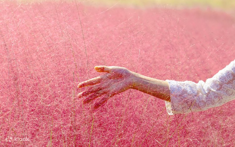 Xeyli Mari mushukcha