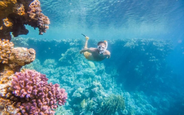 フルガダの水中世界を探検：マガウィッシュ島でのダイビング