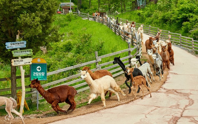 あめんぼ園ページ Alpaca & Nami Island & Garden of Morning Calm & Legoland Day Tour