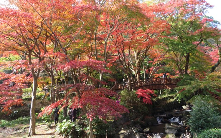 Maple Viewing Limited] Izu Atami Plum Garden & Shuzenji Onsen