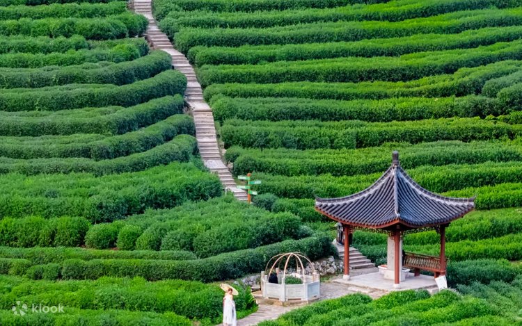 Đi bộ đường dài nhẹ nhàng 5km ở vườn trà Long Tỉnh Hàng Châu: Cửu Khê Yên Thụ + Thác Cửu Khê + Hái trà tại làng Long Tỉnh + Sao trà +