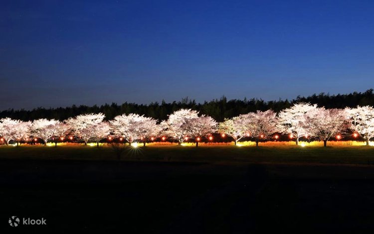 東京発】茨城 雨引観音 千本桜＋常陸国 出雲大社＋日立大宮辰ノ口