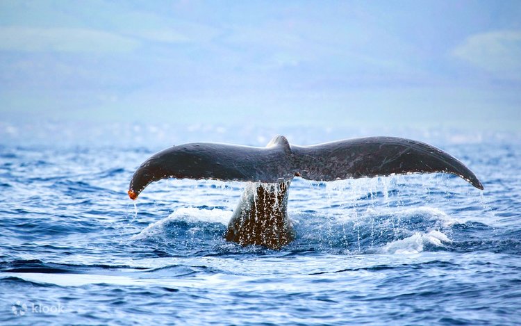 マウイ島のパノラマホエールウォッチングセーリング | Klook