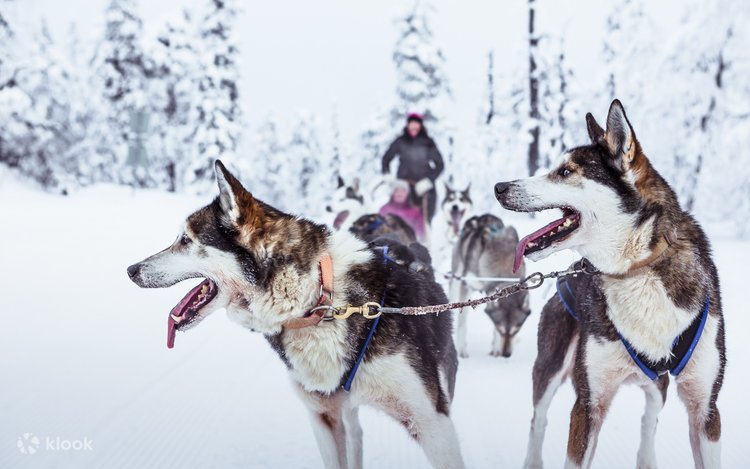 Sleigh Ride Husky Farms Km Huskies Sled Adventure In Rovaniemi