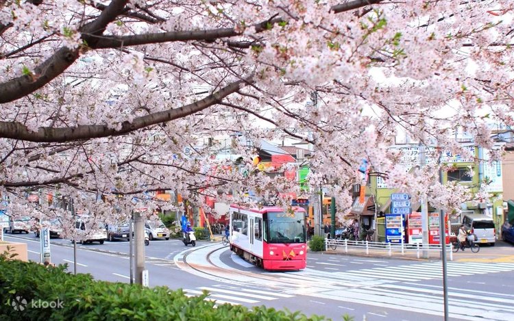 Tokyo Cherry Blossom Festival】Asukayama Park & Rikugien