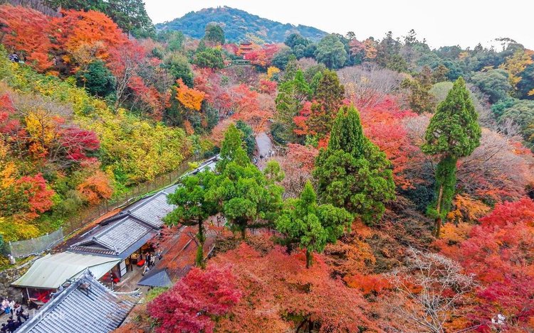 Kyoto: Kinkaku-ji & Kiyomizu-dera & Uji River & Byodo-in